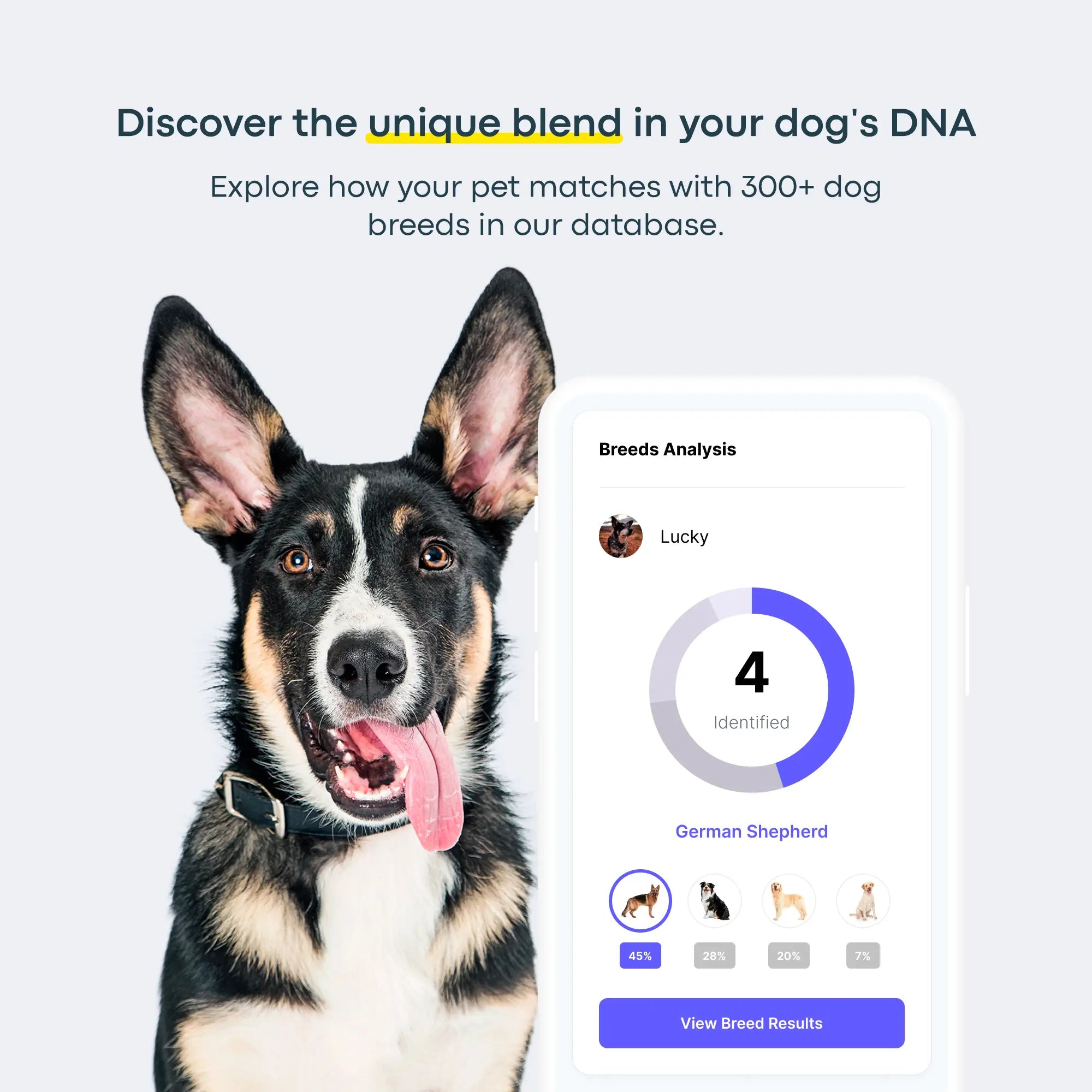 Breed + Health Dog DNA Test